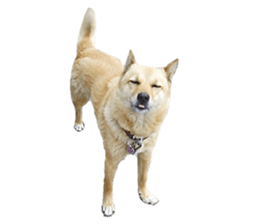 Shiba Inu's Choco-chan sticker #14139082