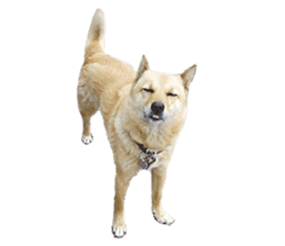 Shiba Inu's Choco-chan sticker #14139082