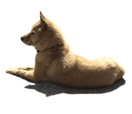 Shiba Inu's Choco-chan sticker #14139083