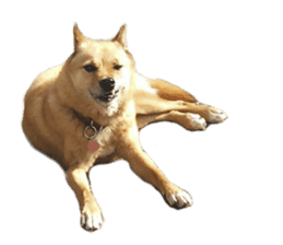 Shiba Inu's Choco-chan sticker #14139084
