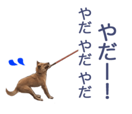 Shiba Inu's Choco-chan sticker #14139085