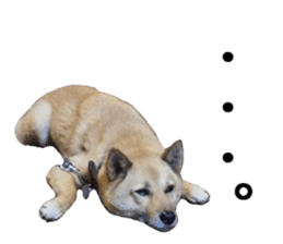 Shiba Inu's Choco-chan sticker #14139086