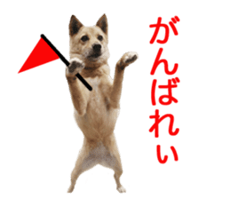 Shiba Inu's Choco-chan sticker #14139087