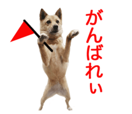 Shiba Inu's Choco-chan sticker #14139087