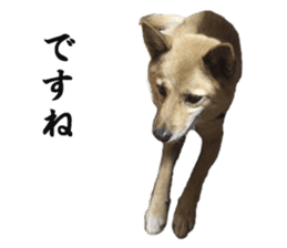 Shiba Inu's Choco-chan sticker #14139088