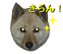 Shiba Inu's Choco-chan sticker #14139090