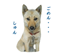 Shiba Inu's Choco-chan sticker #14139091