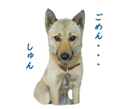 Shiba Inu's Choco-chan sticker #14139091