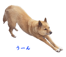 Shiba Inu's Choco-chan sticker #14139092