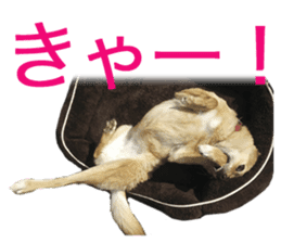 Shiba Inu's Choco-chan sticker #14139093