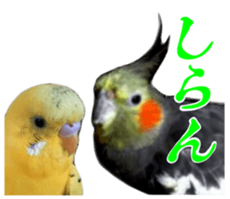 Creatures such as the cockatiel 7 sticker #14141556