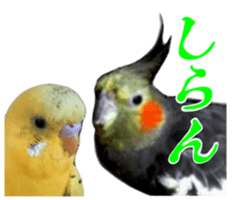 Creatures such as the cockatiel 7 sticker #14141556