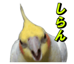 Creatures such as the cockatiel 7 sticker #14141557