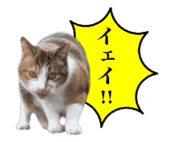 A stray cat moves 2. sticker #14141582