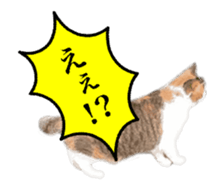 A stray cat moves 2. sticker #14141584