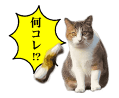 A stray cat moves 2. sticker #14141585