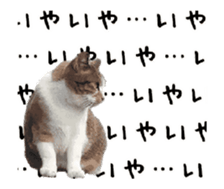 A stray cat moves 2. sticker #14141586