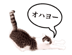 A stray cat moves 2. sticker #14141590