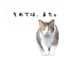 A stray cat moves 2. sticker #14141592