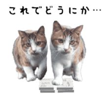 A stray cat moves 2. sticker #14141594