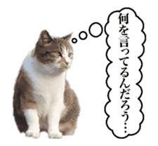 A stray cat moves 2. sticker #14141596