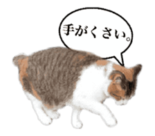 A stray cat moves 2. sticker #14141603