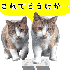 A stray cat moves 2.