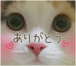 mugi325channel sticker #14142717