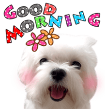 Little Maltese Birdy sticker #14145088