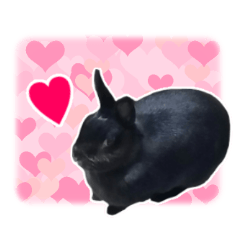 Real cute black and brown rabbits