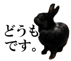 Real cute black and brown rabbits sticker #14145342