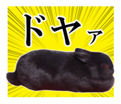 Real cute black and brown rabbits sticker #14145343