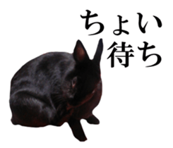 Real cute black and brown rabbits sticker #14145344