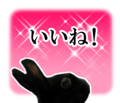 Real cute black and brown rabbits sticker #14145345