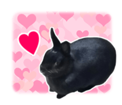Real cute black and brown rabbits sticker #14145346