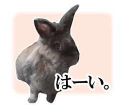 Real cute black and brown rabbits sticker #14145347