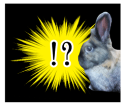 Real cute black and brown rabbits sticker #14145348