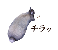 Real cute black and brown rabbits sticker #14145349