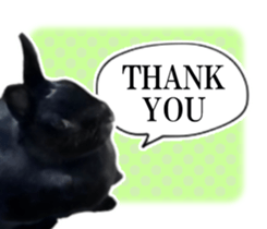 Real cute black and brown rabbits sticker #14145350