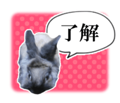 Real cute black and brown rabbits sticker #14145351