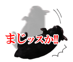 Real cute black and brown rabbits sticker #14145352