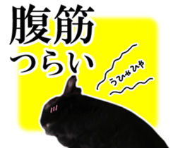 Real cute black and brown rabbits sticker #14145353