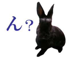 Real cute black and brown rabbits sticker #14145354