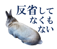 Real cute black and brown rabbits sticker #14145355