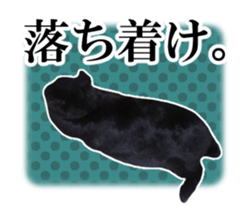 Real cute black and brown rabbits sticker #14145356