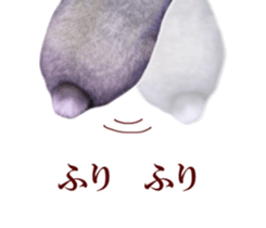 Real cute black and brown rabbits sticker #14145357