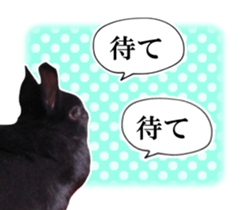 Real cute black and brown rabbits sticker #14145358