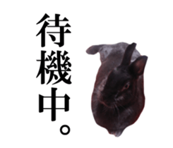 Real cute black and brown rabbits sticker #14145359