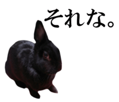 Real cute black and brown rabbits sticker #14145360