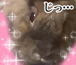 Real cute black and brown rabbits sticker #14145361